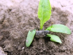 Nowy środek do zwalczania szarka komośnika w burakach cukrowych