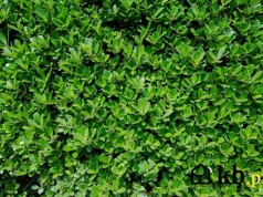 Zamiast bukszpanu posadzili to. Efekt? Zero problemów z ćmą