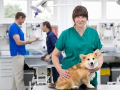 Koniec ukrytych opłat u weterynarzy. Rząd wprowadza limity i obowiązkowe cenniki.