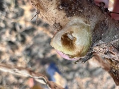 Narośla na korzeniach rzepaku? W środku może kryć się niemiła niespodzianka