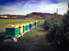 Rząd Tuska uderzył biurokracją w pasieki