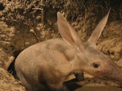 Odrzuciła go matka. Mrównik stanie się atrakcją zoo we Wrocławiu