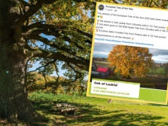 Polski wiąz musiał uznać wyższość rywali. Konkurs na Europejskie Drzewo Roku rozstrzygnięty