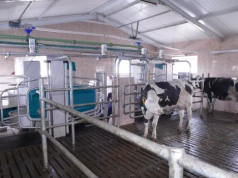 Robot udojowy to nie wszystko. Tu rolnicy robią największy błąd