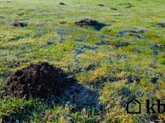 Ten prosty zabieg ratuje trawnik po zimie. Wystarczy kilka tygodni