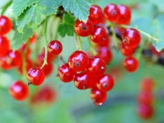 Spryskaj porzeczki tym preparatem, zanim będzie za późno. Ogrodnicy długo trzymali to w tajemnicy