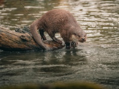Wydra w stawie wyjada ryby! Jak je powstrzymać?