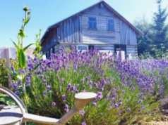 Skansen Osadnictwa Nadwiślańskiego na Mazowszu planuje sadzenie ziemniaków starych odmian