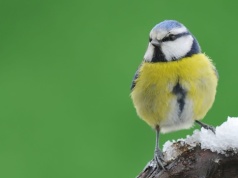 Sikory robią gniazda z papierosów. To ich sposób na pasożyty