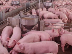 Ceny świń w górę nawet o 70 gr. Sprawdź, ile dziś płacą za tuczniki