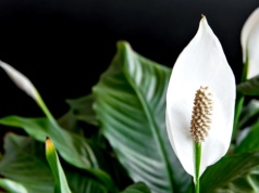 Skrzydłokwiat rośnie, ale nie kwitnie? Poczęstuj go tym, co dodajesz do sernika