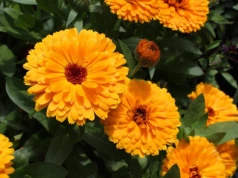 Marzec to ostatni dzwonek. Te kwiaty wysiej teraz, a ogród latem wybuchnie kolorem