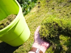 3 łyżki i mech znika z trawnika. Ten domowy oprysk działa w dobę
