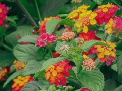 Posadź w tym roku zamiast pelargonii. Ta roślina kwitnie nawet 150 dni w roku