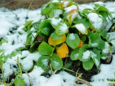 Załamanie pogody – chłodno w dzień, ale czy nad ranem pojawią się przymrozki?