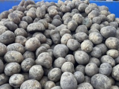 Kierunki produkcji ziemniaka w Polsce. Wyzwania i szanse na 2026 rok