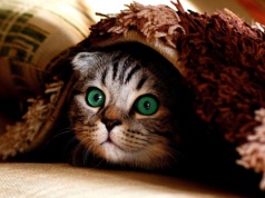 Czipy dla kotów obowiązkowe?