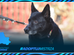 Adoptuj Mistrza - województwo pomorskie