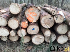 Kupujesz drewno z lasu? Zadaj sprzedawcy te 3 pytania, żeby nie kupić bubla