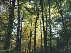 Wybrał się na spacer do lasu, wrócił z koszem pełnym grzybów. „One cały czas szaleją”