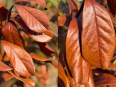 Brązowe liście laurowiśni po zimie? W 4 tygodnie znów będzie soczyście zielona