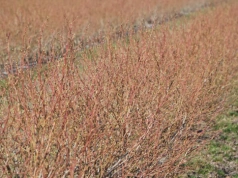 W borówkach sucho. Nie zwlekaj z tymi zabiegami, bo stracisz plon!