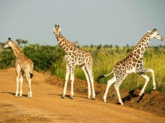 Quiz ortograficzny z nazwami zwierząt. Uwaga na „byki”