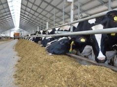 Sprzedają wołowinę bez pośredników. „To się opłaca, ale nie każdemu”