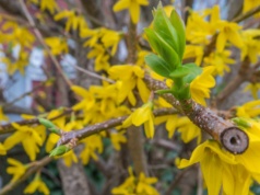 Nie śpiesz się z przycinaniem forsycji. Jeden błąd i po kwiatach