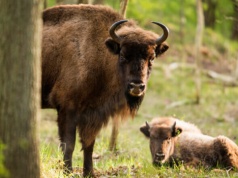 Korytarze migracyjne, uzbrojeni strażnicy parków i surowe kary za śmiecenie – nowe przepisy chroniące przyrodę