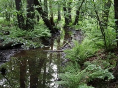 Pamięć o wodzie, czyli batalia o rzekę Ślepiotkę i rezerwat Ochojec