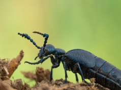 Oleice krówki wychodzą z kryjówek. To zagrożenie dla polskich pszczół