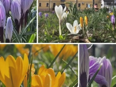 Krokusy zakwitły za „Dąbrówką”. Wiosna daje pierwszy sygnał