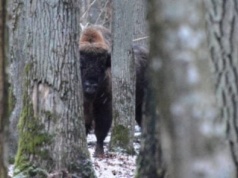 Samice górą! Policzyli żubry w Puszczy Białowieskiej