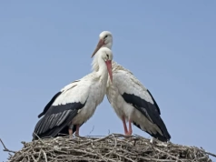 Czekał na nią blisko miesiąc. Bocian Krutek może odetchnąć z ulgą
