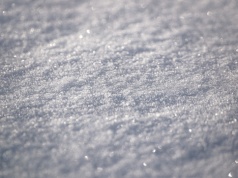 Wygląda niepozornie, ale z zimnem radzi sobie jak organizm z zupełnie innej ligi