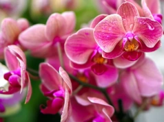 Wsyp dwie łyżeczki do storczyka. Wypuści nowe pędy i zakwitnie