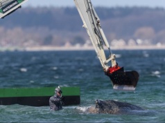 Służby ratują  humbaka. Ciężki sprzęt w akcji ratunkowej na Bałtyku