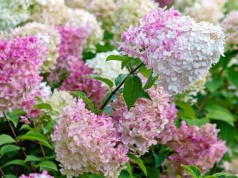 Hortensja bukietowa: cięcie wiosenne krok po kroku. Dzięki temu latem obsypie się kwiatami