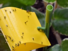 Domowy oprysk DIY na szkodniki. Wystarczy to, co masz w kuchni. Jest skuteczny