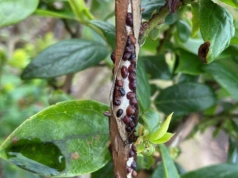 Ochrona borówek wiosną - misecznik i mszyce już w natarciu. Zwlekanie z zabiegiem może okazać się błędem.