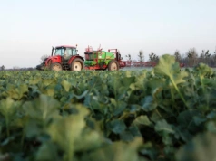 W rzepaku tylko lokalne szkody mrozowe. Czy import nadąży i co z cenami?