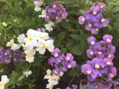 Zapomnij o pelargonii, nadchodzi nemezja! Kwitnie miesiącami i nie boi się polskiej wiosny