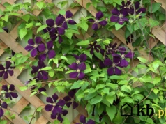 To pnącze w kilka tygodni odmienia ogród. Efekt robi wrażenie