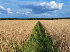 Minister rolnictwa reaguje w sprawie przetargów na ziemię z KOWR. Rolnicy odetchną z ulgą?