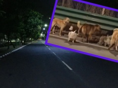 Psy z Chin robią furorę. Grupa szła autostradą, miliony wyświetleń