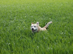 Psy Europy – przybysze czy miejscowe udomowienie?