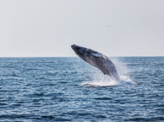 Młody humbak uwolnił się z mielizny. Teraz musi dotrzeć do Atlantyku. Będzie mieć eskortę