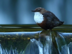 Pluszcz, czyli symbioza żywiołów – cicha obecność nad potokiem