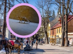 Nietypowy gość na Krupówkach. Nagranie niesie się po sieci